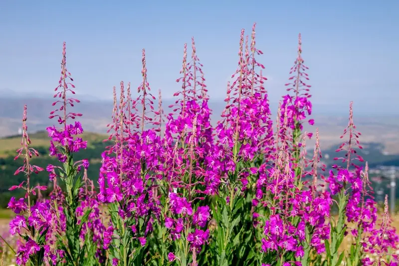 Wildflowers Nova Scotia: A stand of vibrant fireweed on Cape Breton Island, Nova Scotia.
