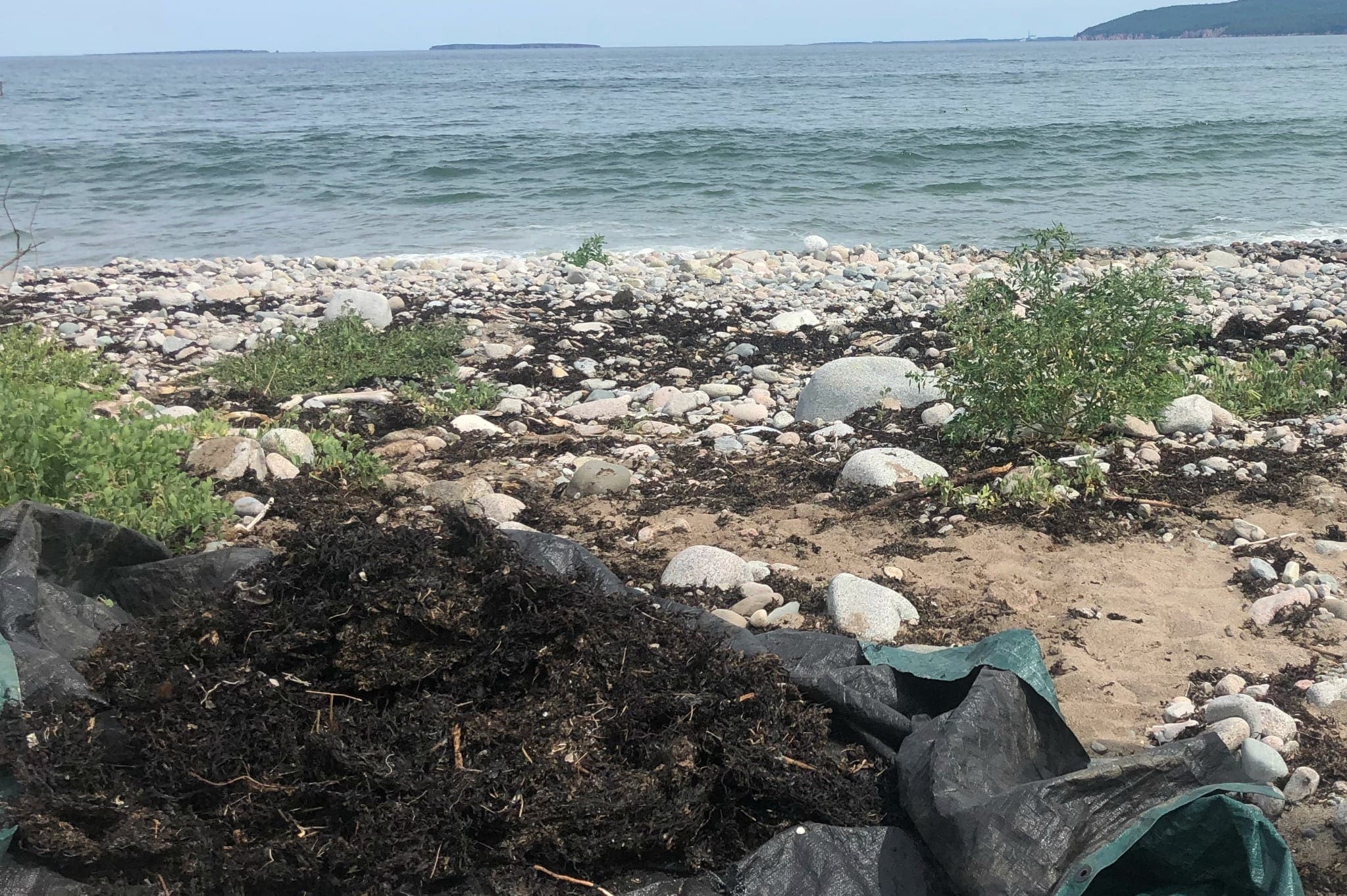 pile of seaweed on a tarp.