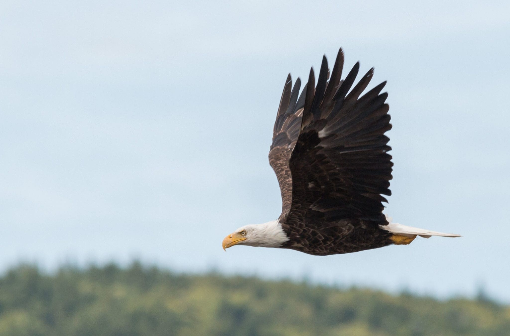 Bald Eagle Flying Near Cabot Shores