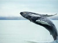 A massive whale seemingly jumps from beneath the water's surface off the coast of Cape Breton Island.