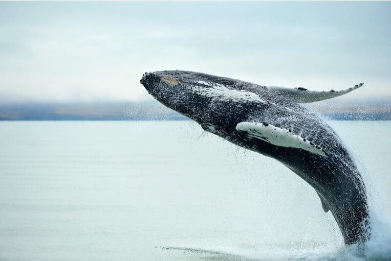 A massive whale seemingly jumps from beneath the water's surface off the coast of Cape Breton Island.