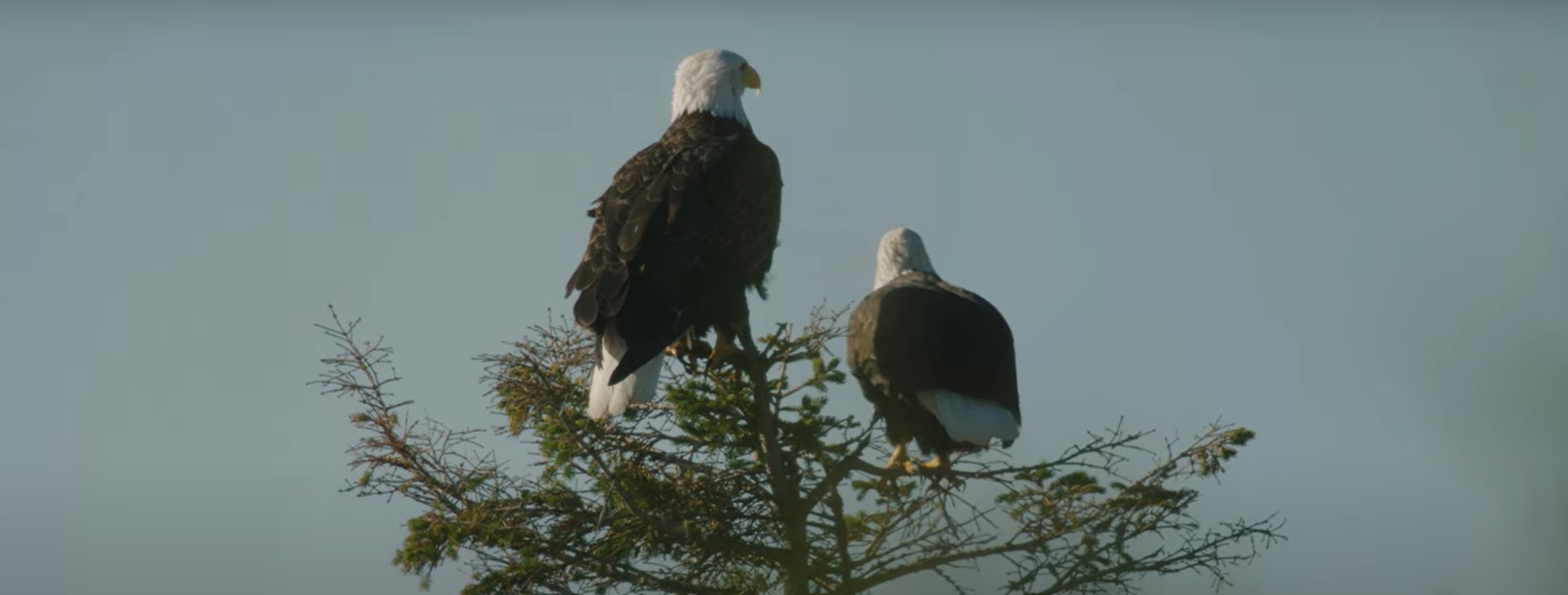 eagles at Cabot Shores