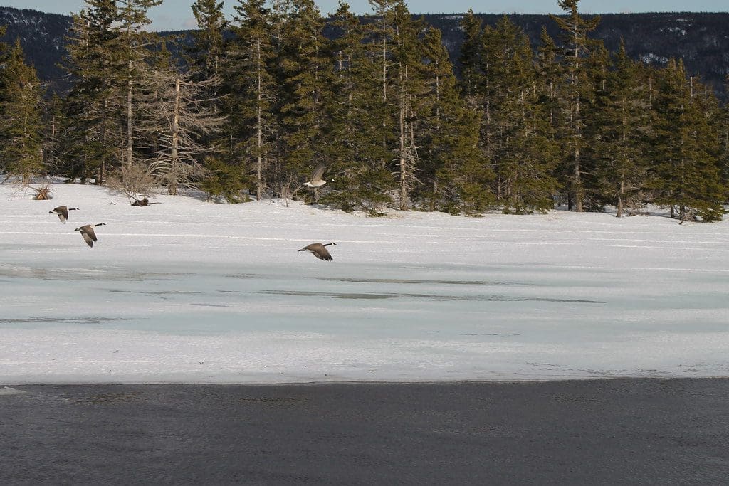 Canadian Geese