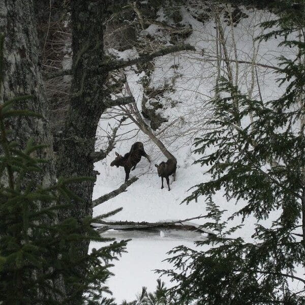 2 Moose (photo by former Screaming Eagles Coach, Marc Andre Dumont