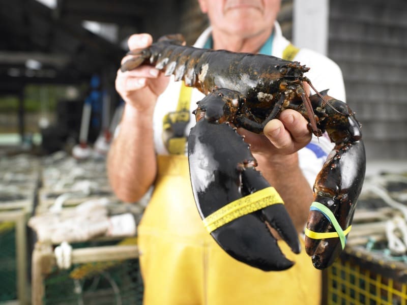 Nova Scotia Lobster: A lobster fisherman holds up his lobster caught off the coast of Cape Breton Island.