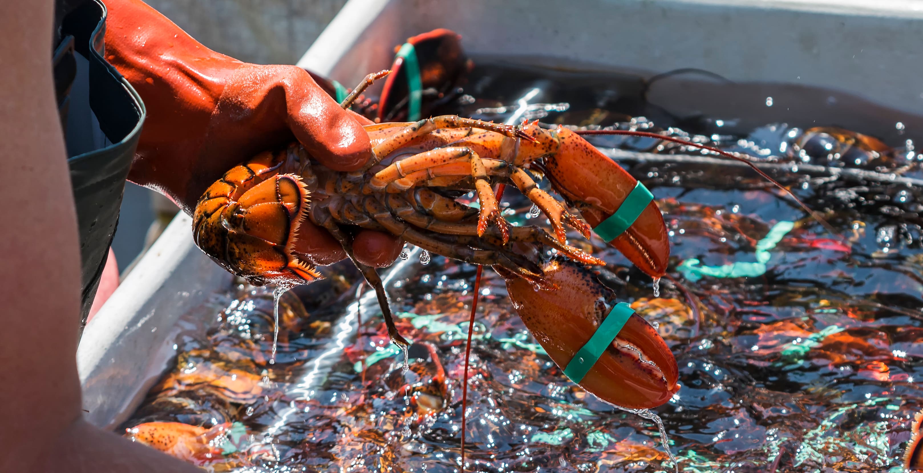 Nova Scotia Lobster: A lobster fisherman prepares a fresh catch for the market.