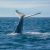 What to Do on a Nova Scotia Summer Getaway