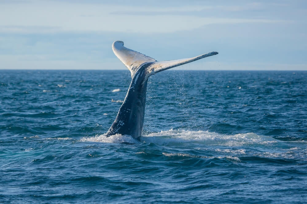 A whale in Nova Scotia in summer.