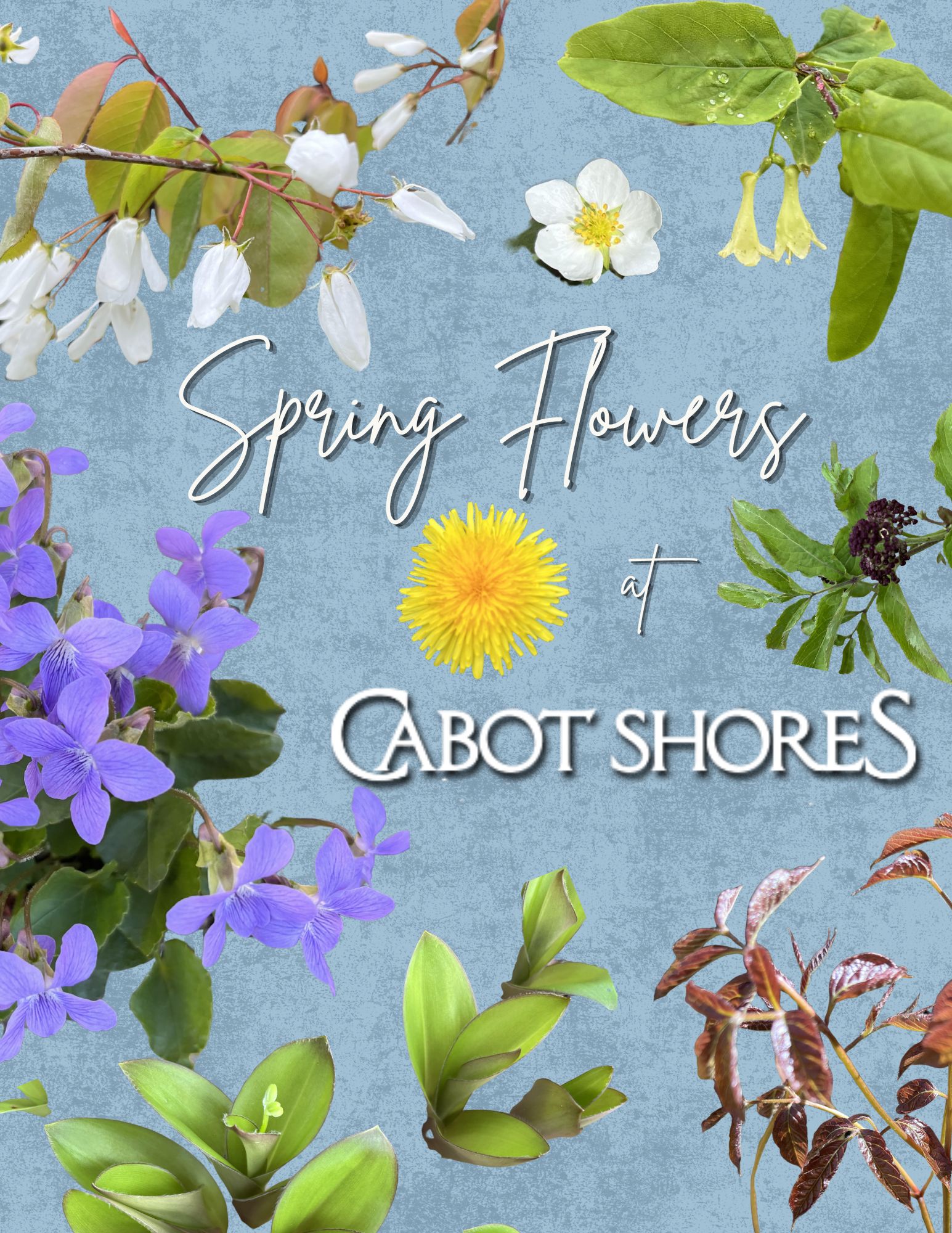 Spring Flowers