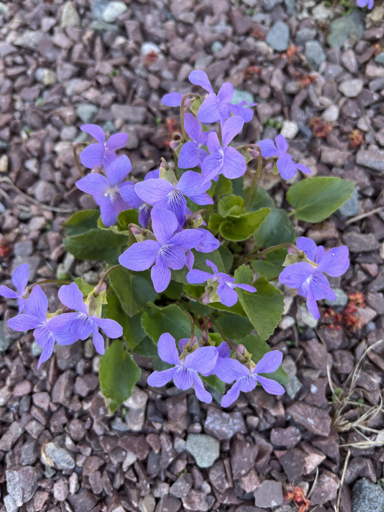 spring flowers at Cabot Shores on Cape Breton 