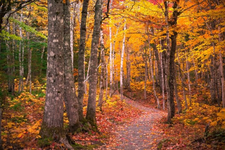 Fall Colours Cape Breton