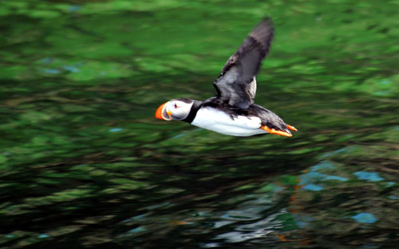 Huffing and Puffin': Visit Bird Island and Puffin Tours Cape Breton