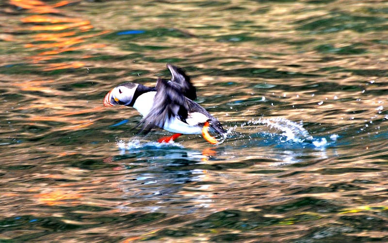 Huffing and Puffin': Visit Bird Island and Puffin Tours Cape Breton