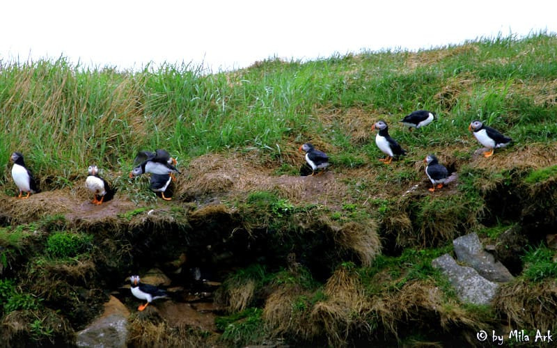 Huffing and Puffin': Visit Bird Island and Puffin Tours Cape Breton