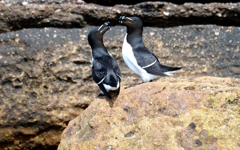 Huffing and Puffin': Visit Bird Island and Puffin Tours Cape Breton