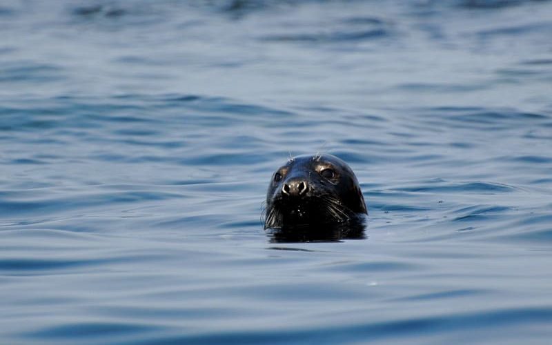 Huffing and Puffin': Visit Bird Island and Puffin Tours Cape Breton