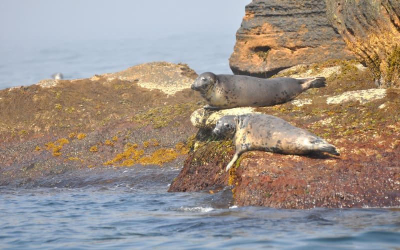 Huffing and Puffin': Visit Bird Island and Puffin Tours Cape Breton