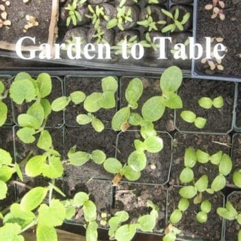 young plants. text: Garden to Table.