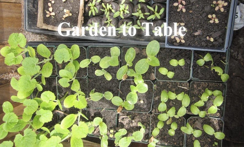 young plants. text: Garden to Table.